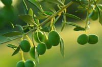 полезные свойства оливок
